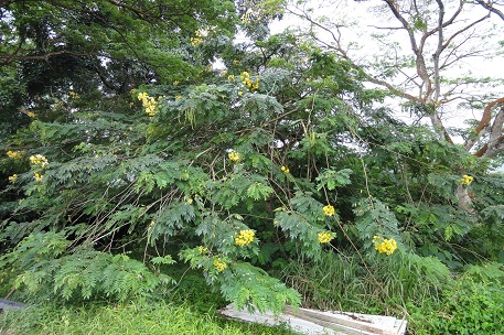 DSC00487 (10)