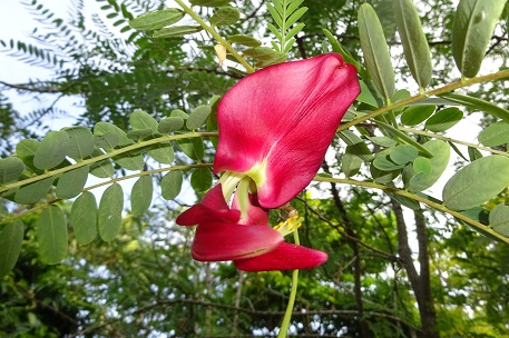 DSC01236 (15)
