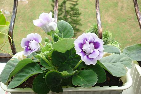 DSC08653 (10)