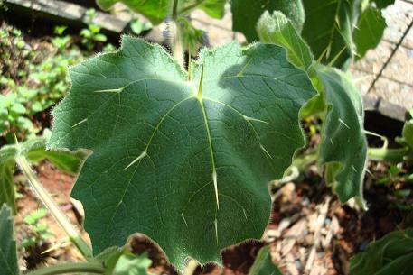 Solanum mammosum — DSC02446 (08)