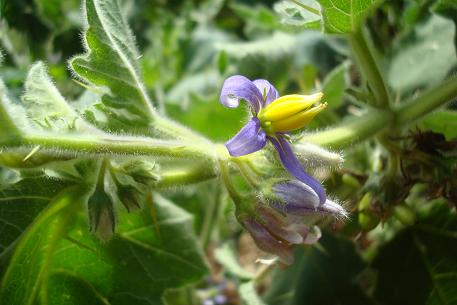 Solanum mammosum — DSC07864 (10)