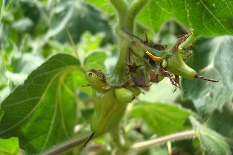 Solanum mammosum — DSC07866 (10)