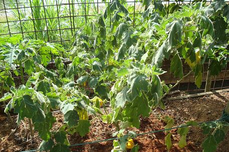 Solanum mammosum — DSC07868 (10)