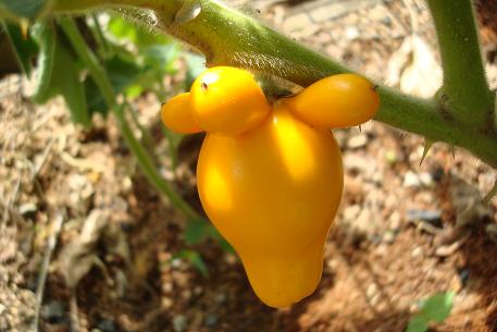 Solanum mammosum — DSC07869 (10)