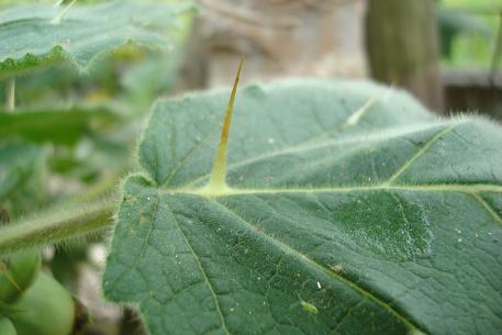 Solanum mammosum — DSC09610 (09)