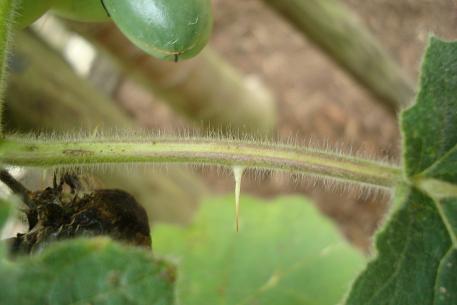 Solanum mammosum — DSC09611 (09)