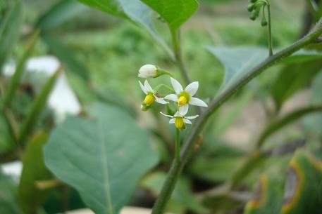DSC00409 (10)
