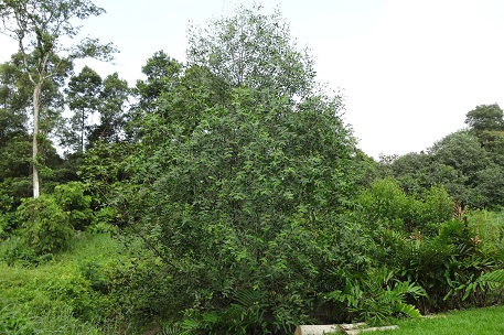 DSC03861 (13)