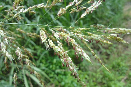 Sorghum halepense — DSC02108 (12)