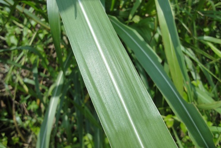 Sorghum halepense — DSC02110 (12)