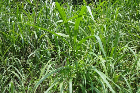 Sorghum halepense — DSC02111 (12)