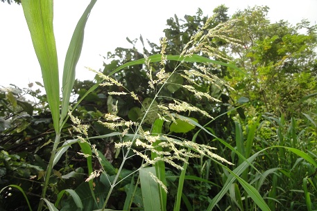 Sorghum halepense — DSC02112 (12)