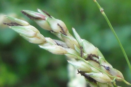 Sorghum halepense — DSC02114 (12)
