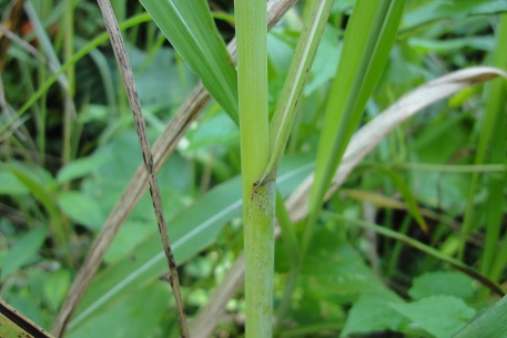 Sorghum halepense — DSC02116 (12)