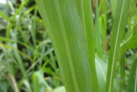 Sorghum halepense — DSC02117 (12)
