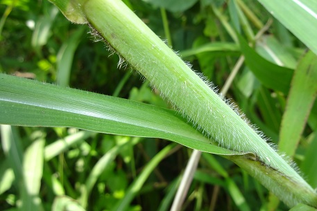 Sorghum halepense — DSC02964 (13)