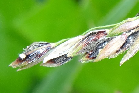 Sorghum halepense — DSC02969 (13)