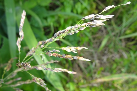 Sorghum halepense — DSC02970 (13)