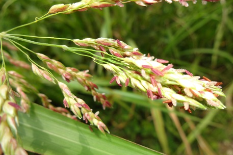 Sorghum halepense — DSC02971 (13)