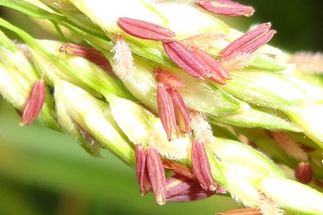 Sorghum halepense — DSC02972 (13)