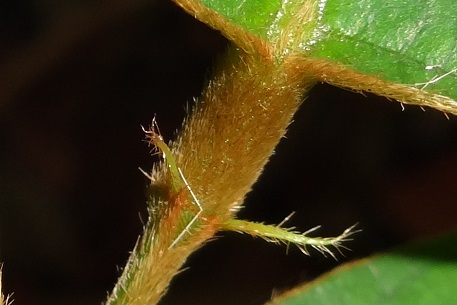 Spatholobus ferrugineus — DSC08811 (13)