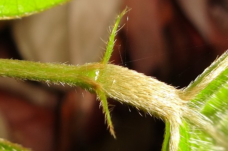 Spatholobus ferrugineus — DSC08814 (13)