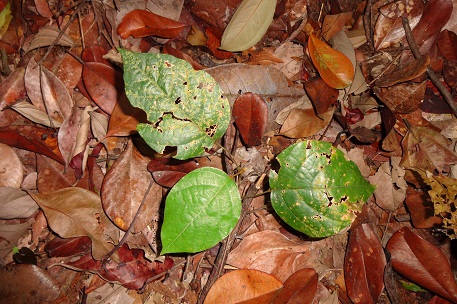Spatholobus ferrugineus — DSC08838 (13)