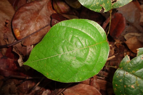 Spatholobus ferrugineus — DSC08839 (13)