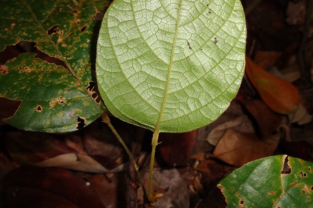 Spatholobus ferrugineus — DSC08840 (13)