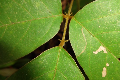 Spatholobus ferrugineus — DSC08845 (13)