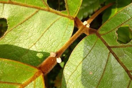 Spatholobus ferrugineus — DSC08954 (13)