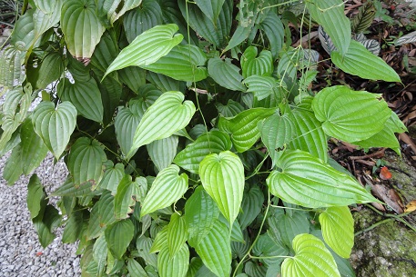 Stemona tuberosa — DSC02400 (10)