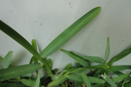 Stenotaphrum secundatum — DSC02664 (11)