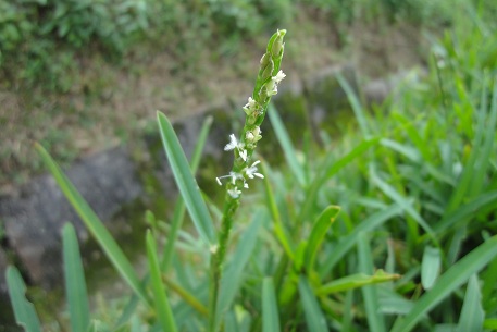 Stenotaphrum secundatum — DSC06495 (11)