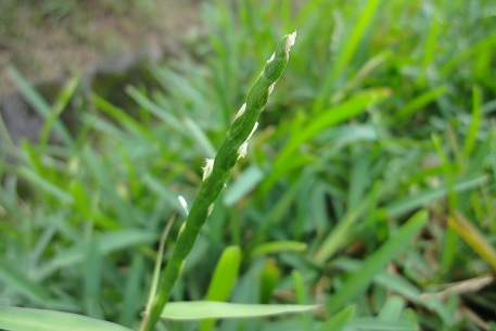 Stenotaphrum secundatum — DSC06497 (11)