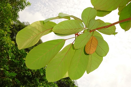 Sterculia cordata — DSC01918 (14)