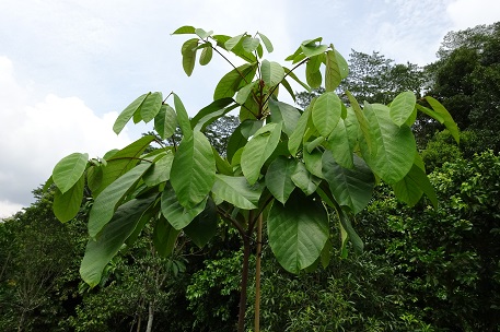 Sterculia cordata — DSC01919 (14)