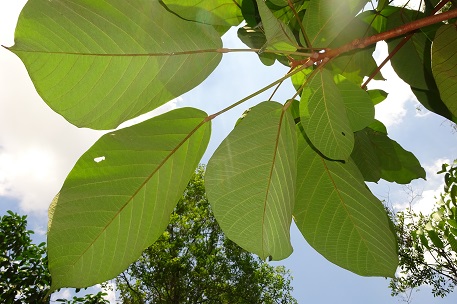 Sterculia cordata — DSC03229 (15)