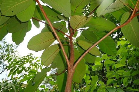 Sterculia cordata — DSC03230 (15)