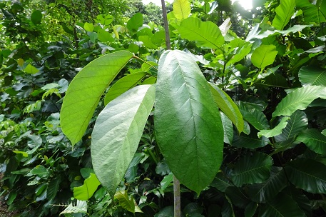 Sterculia cordata — DSC03232 (15)