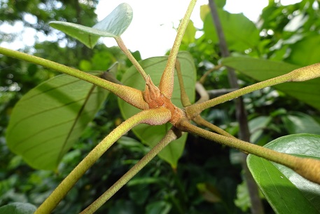 Sterculia cordata — DSC03234 (15)