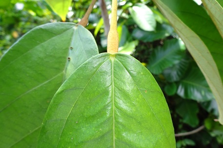 Sterculia cordata — DSC03239 (15)