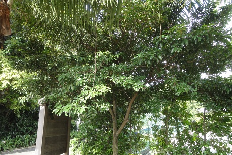 DSC08277 (12)