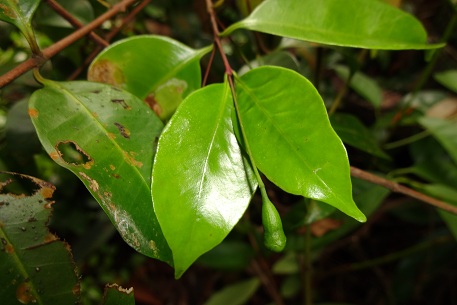 Syzygium filiforme — DSC05378 (12)