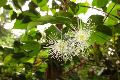 Syzygium filiforme — DSC05382 (12)