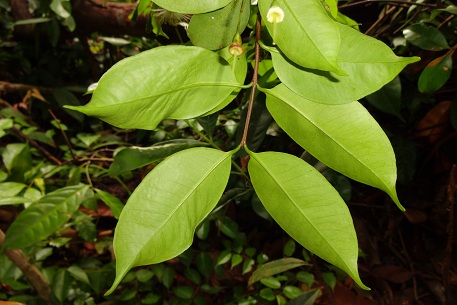 Syzygium filiforme — DSC05385 (12)