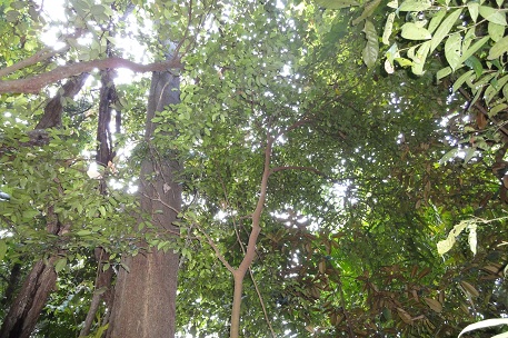 Syzygium filiforme — DSC06554 (11)