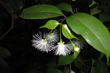 Syzygium filiforme — DSC06556 (11)