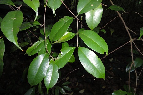 Syzygium filiforme — DSC06559 (11)