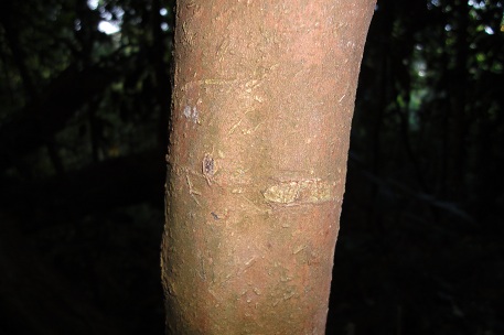 Syzygium filiforme — DSC06562 (11)